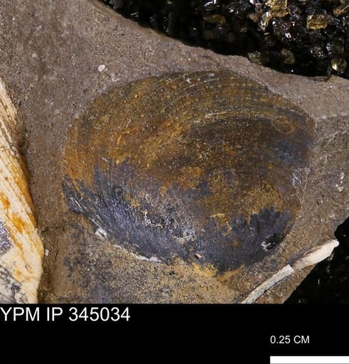 Limopsis striatopunctatus