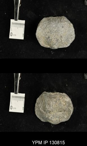 Spinatrypa spinosa