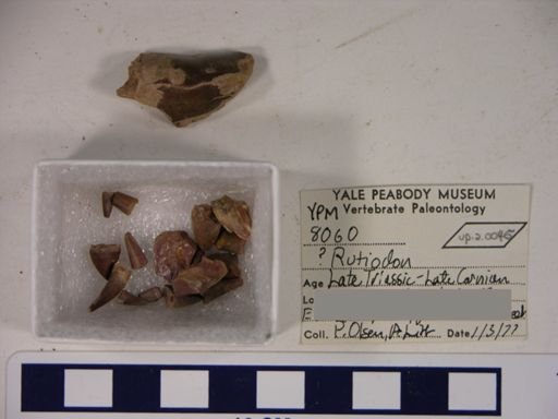 Rutiodon?