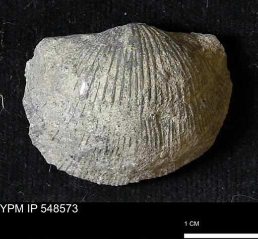 Stropheodonta inflexa?