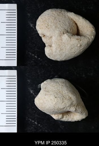 undet. Gastropoda