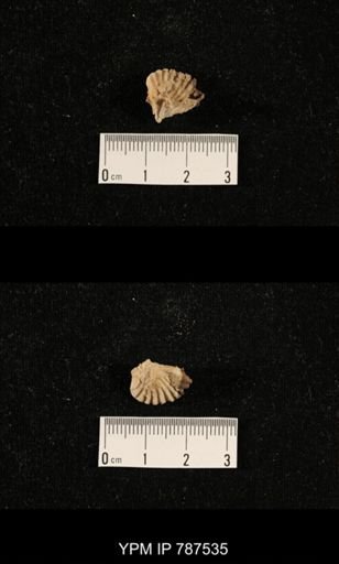 undet. Brachiopoda