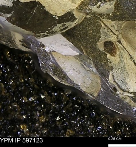 Limopsis striatopunctatus