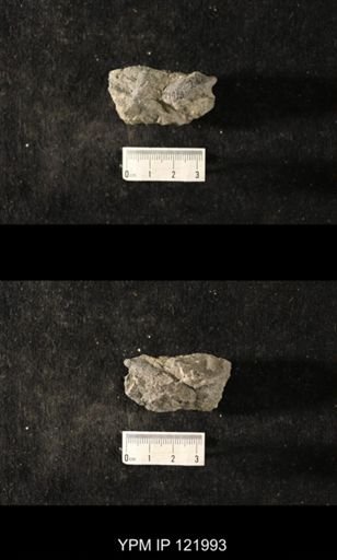 undet. Platyceratoidea