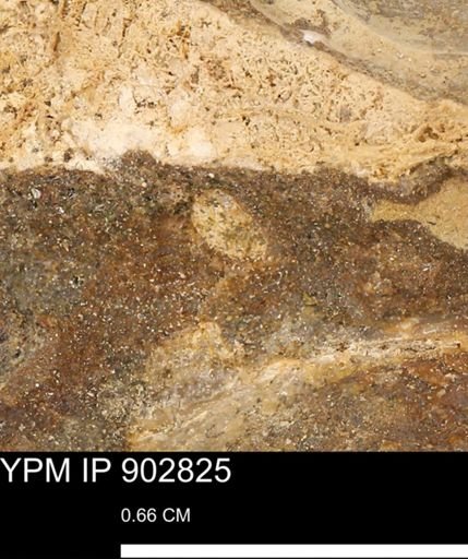 undet. Mollusca