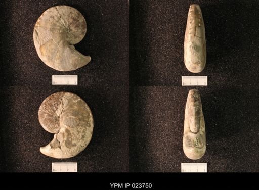 Hoploscaphites nicolletii