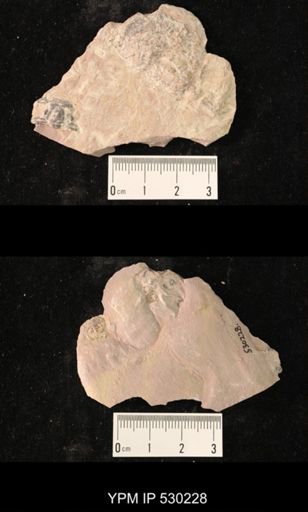 Elrathia kingi