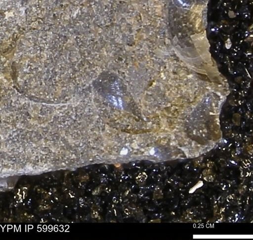 Protocardia subquadrata