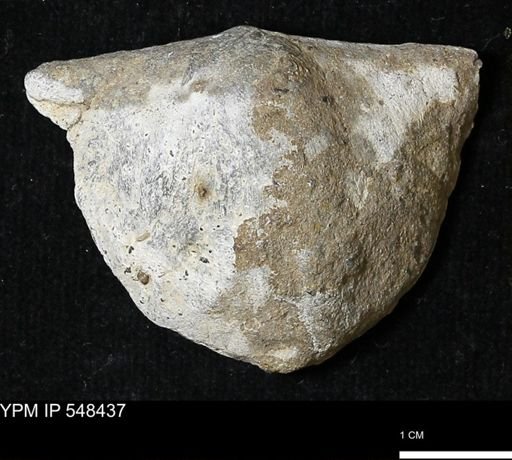 Stropheodonta kemperi