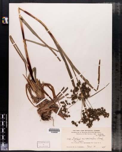 Scirpus rubrotinctus