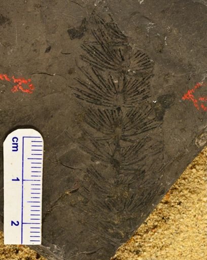Asterophyllites?