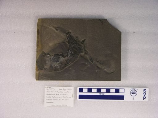 Pterichthyodes milleri