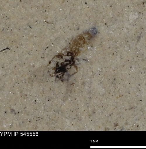 undet. Insecta