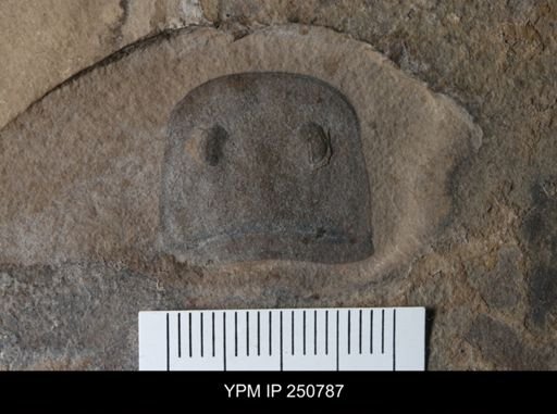 Eurypterus