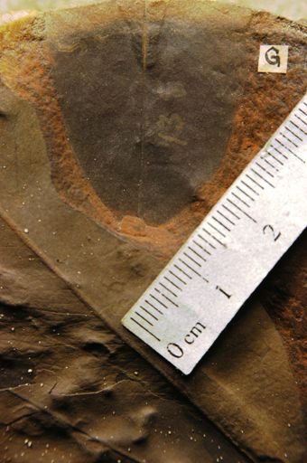 Liriodendropsis simplex