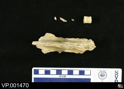 Hesperornis regalis