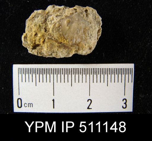 Atrypidae