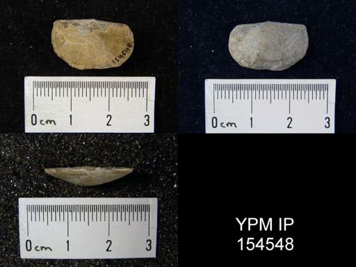 Plectambonites sericeus