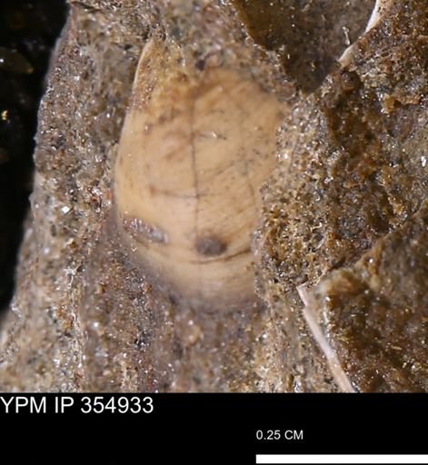 Limopsis sp.