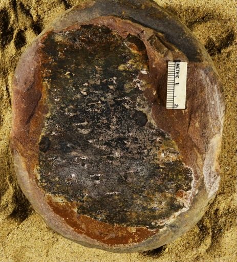 Stigmaria sp.