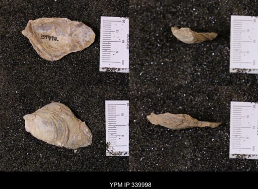 Ostrea soleniscus
