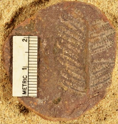 Pecopteris