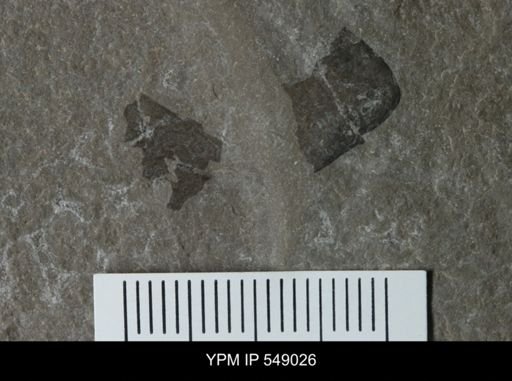 undet. Eurypterida