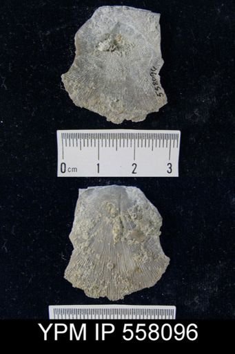 Protoleptostrophia lirella
