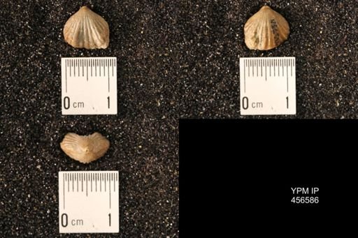 Rhynchonella dentata