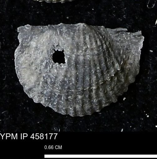 Chonetes mucronatus