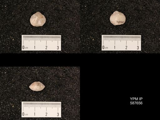 Atrypa marginalis