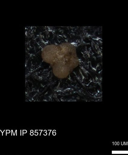 undet. Foraminiferida