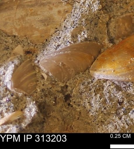Corbicula