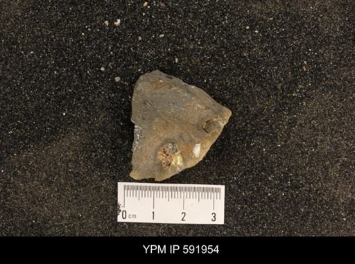 Jeletzkytes nebrascensis
