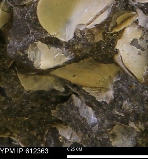 undet. Bivalvia