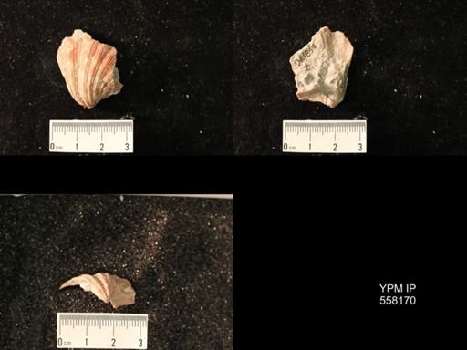 Spirifer cameratus