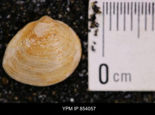 Limopsis striatopunctatus