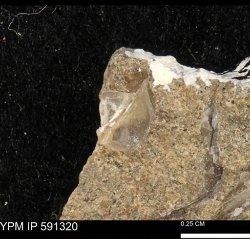 undet. Bivalvia