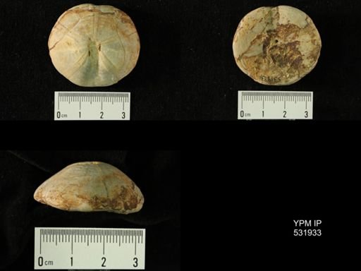 Galeropygus sublaevis