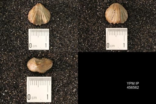 Rhynchonella dentata