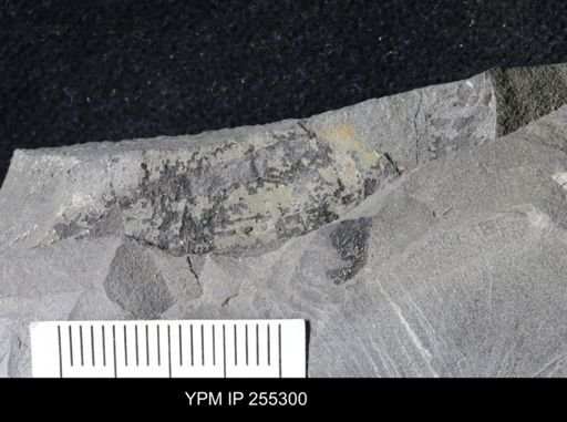 Eurypterida