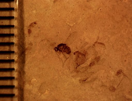 undet. Dolichopodidae