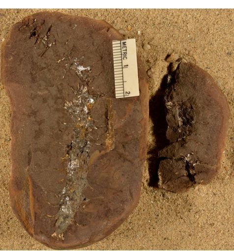 Calamites