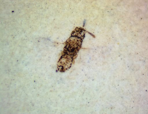 undet. Hymenoptera