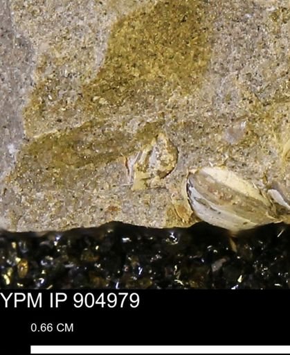 undet. Bivalvia