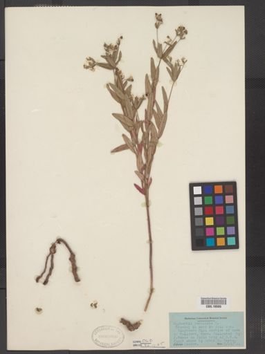 Euphorbia corollata