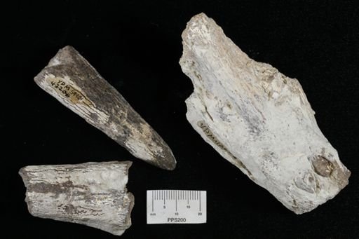 Protosphyraena sp.