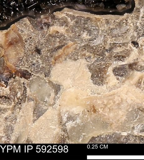 undet. Mollusca