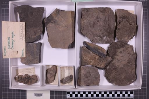 mixed taxa, stratigraphic collection
