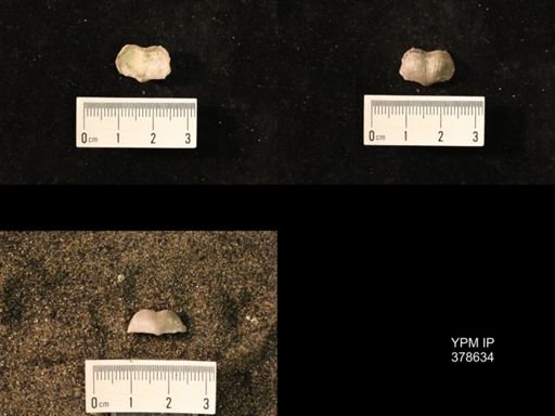Marginifera wabashensis